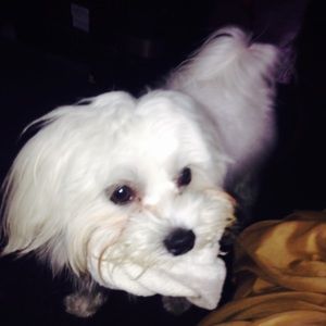 Meet your Posher, Joana